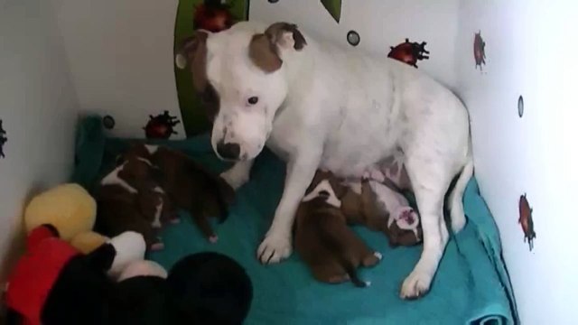 19ème vidéo de la 19ème portée de chiots staffie de Staffordland