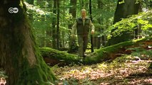 Excursión por el Parque Nacional de Hainich | Destino Alemania