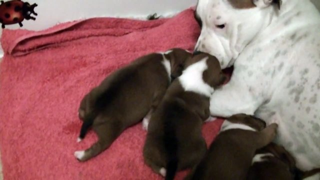 21ème vidéo Les 2 femelles de la 19ème portée de chiots staffie de Staffordland