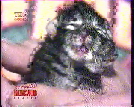 staroetv.su / Катастрофы недели (ТВ-6, 01.04.1995) Курьёзы Катастроф недели . В США родился двухголовый котёнок