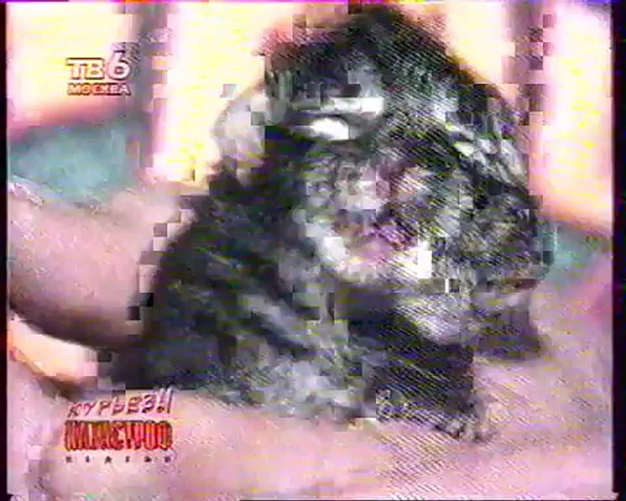 staroetv.su / Катастрофы недели (ТВ-6, 01.04.1995) Курьёзы "Катастроф недели". В США родился двухголовый котёнок
