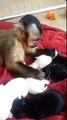 Comment un singe s'occupe de mignons petits chiots