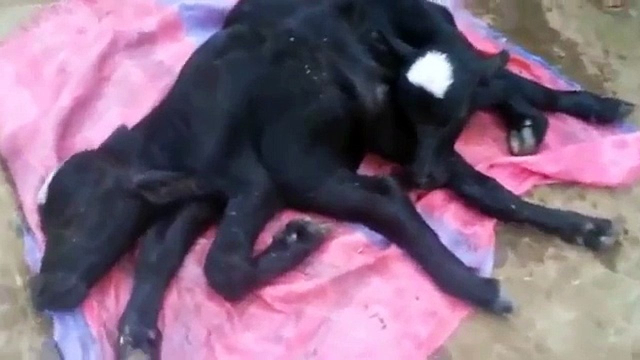 very amazing video Allah k krishma cow twin baby