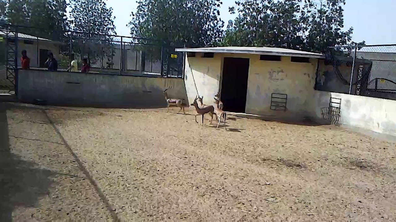 Heran Deer