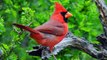 Birding by Ear: Northern Cardinal Song