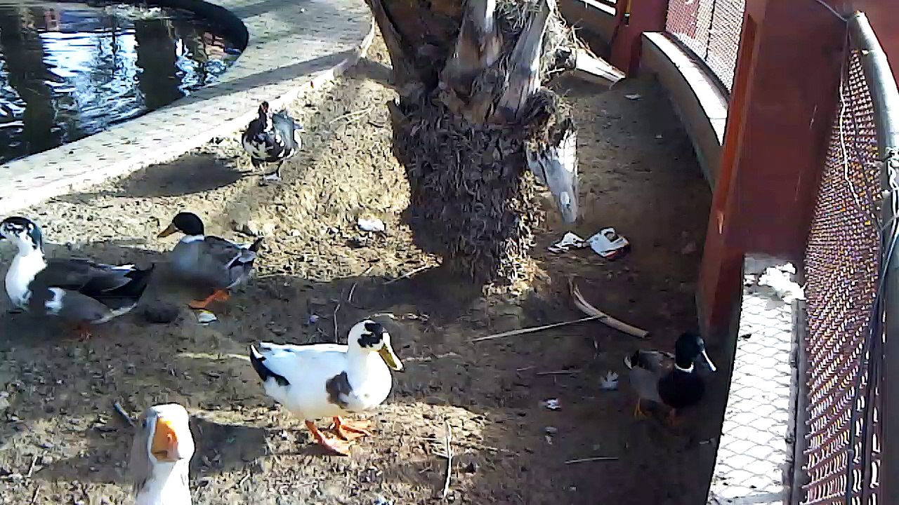 Beautiful ducks at Rani Empire Karachi