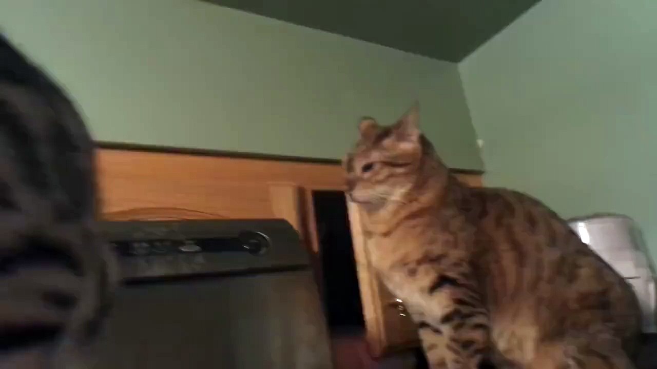 Attaque de chat sournoise
