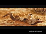 LA FAMILLE SURICATE - Bande-annonce