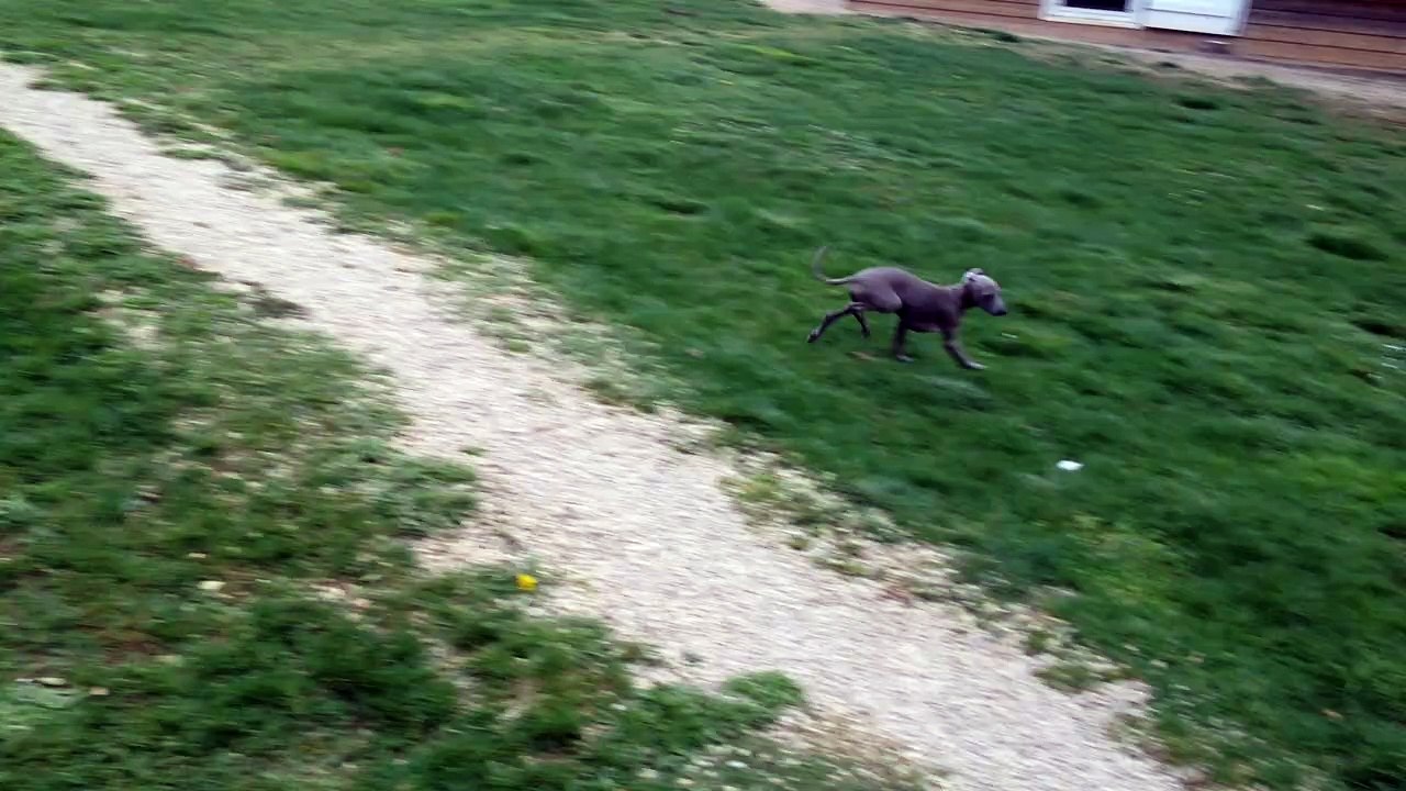 Petits Lévriers Italiens cherchent familles