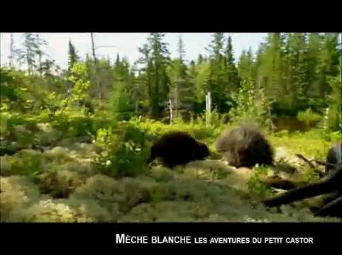 MÈCHE BLANCHE, LES AVENTURES DU PETIT CASTOR - Bande-annonce