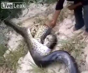 Abren serpiente y hallan otra de casi el mismo tamaño dentro de ella
