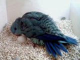Lineolated Parakeet hen seen laying an egg