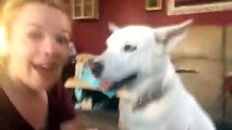 Clever Dog Gets Excited About Trip to the Park