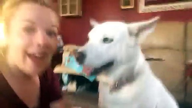 Clever Dog Gets Excited About Trip to the Park
