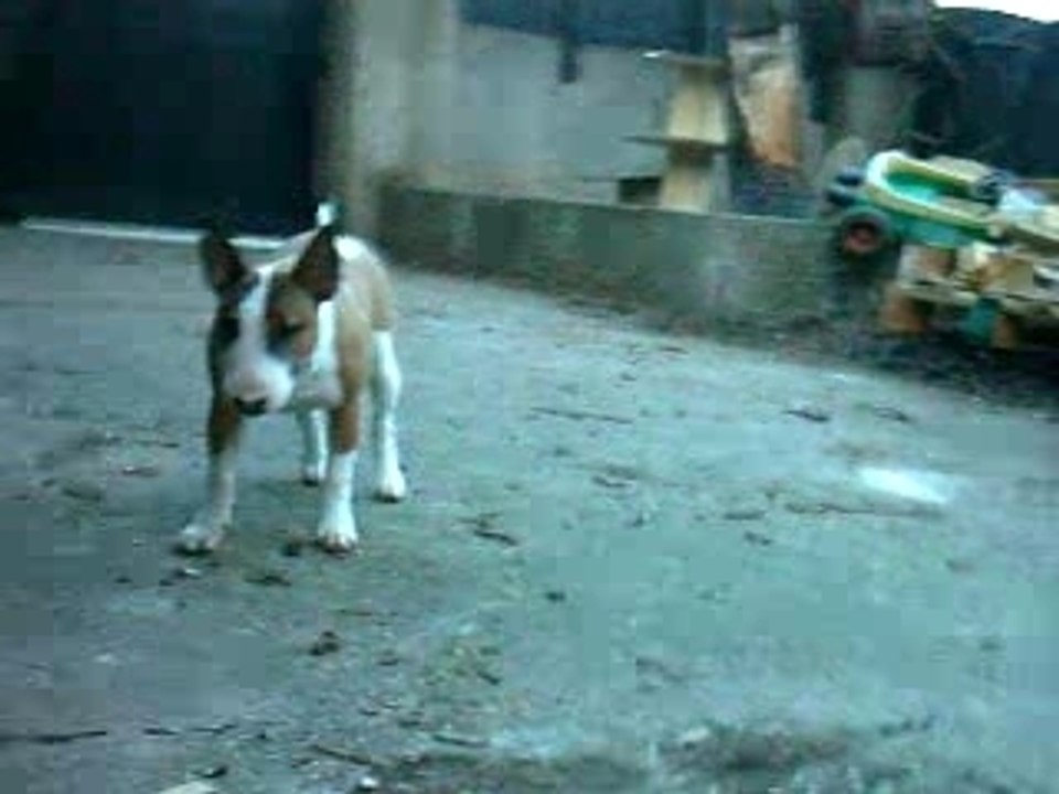 BUFFY 8 MOIS 3
