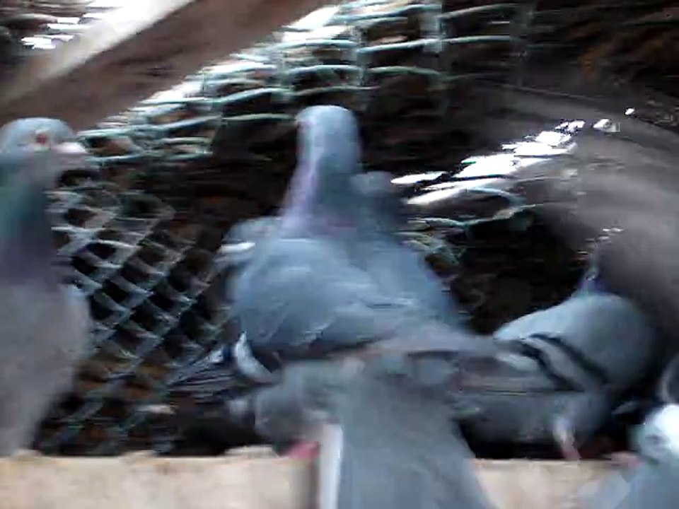 Al  zajl Pigeons