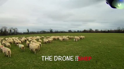 SHEP the Drone - Worlds first Drone Sheepdog