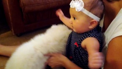 Samoyed Puppy meets Baby