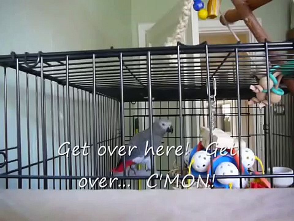 Best talking parrot in the world! Clover knows 350+ words (with subtitles)