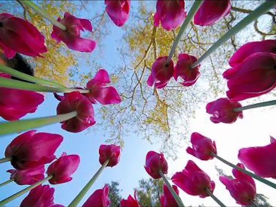 Gurup Sema Şanlıurfa Hz İbrahim İlahisi