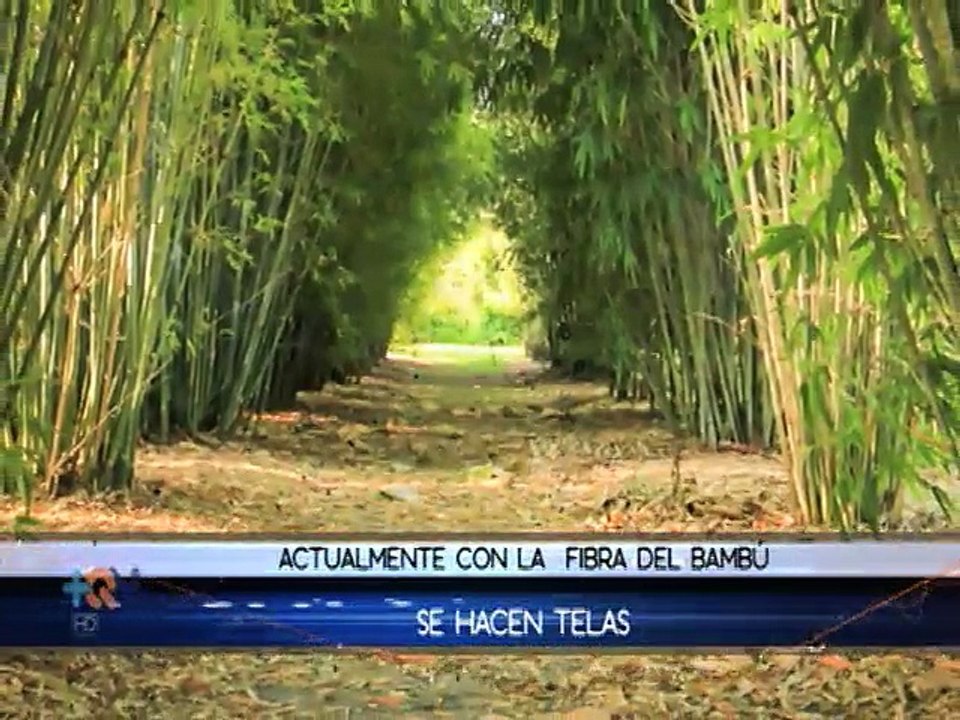 Ropa de bambú