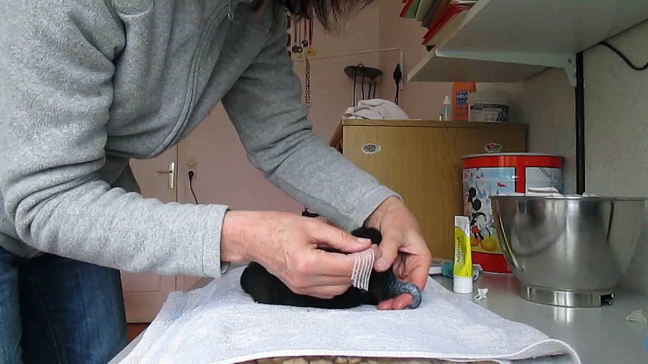 30 mars 2015 : pose de l'attelle