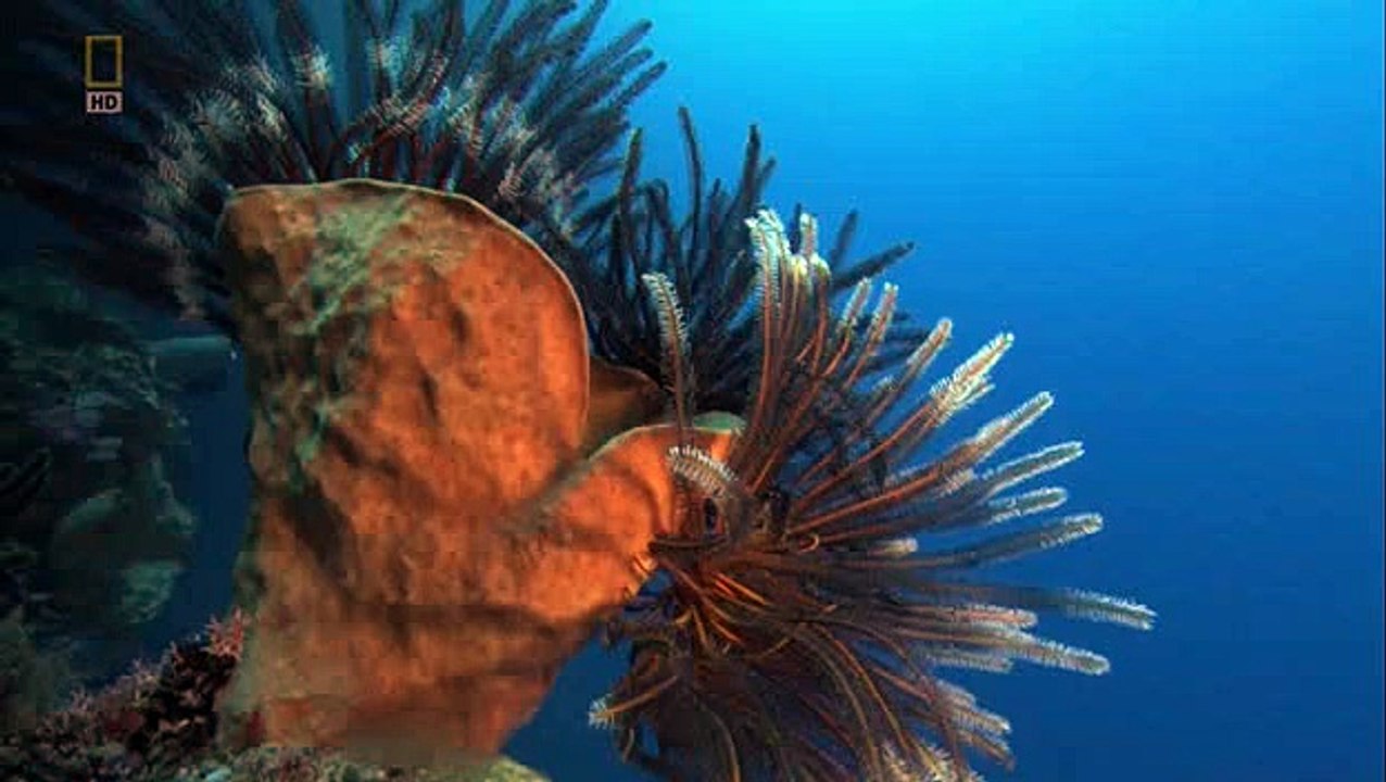 Ksztalt Zycia Rozkwit Zycia Dokument