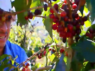 Enfiéstese con un cafecito en las fiestas patronales de San Marcos de Tarrazú