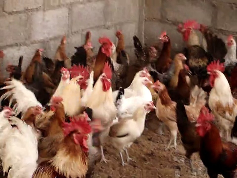 Big Local Hens