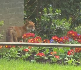 Un zorro pasea por las calles de Londres