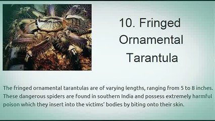 Top 10 Most Venomous Spiders