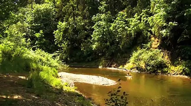 1313: BIGFOOT ISLAND - Bande-annonce