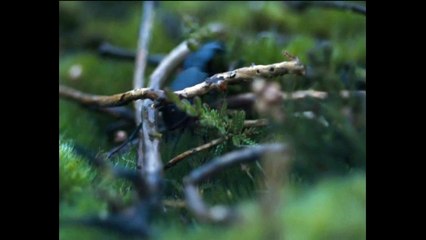 LES HAUTS DE HURLEVENT - Bande-annonce