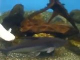 ☆The white Catfish in Japan Aquarium Video sea water marine deep sea amazon