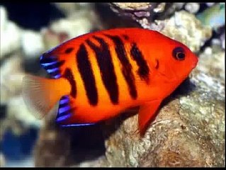 10 Most Stunning and Colorful Fish in The World ~ Best Funny Animals 2014