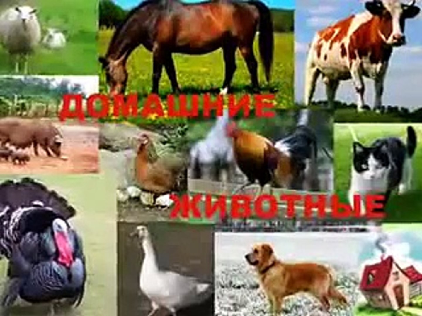 #Домашние животные в стихах Малышам в науку!