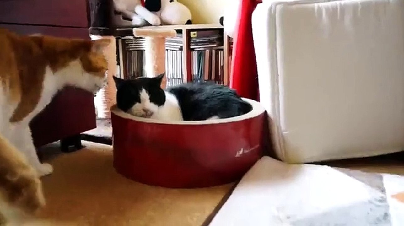 The third cat everything decided