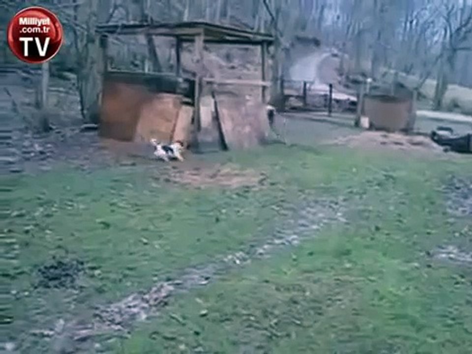 Seke seke köpek kovalıyor