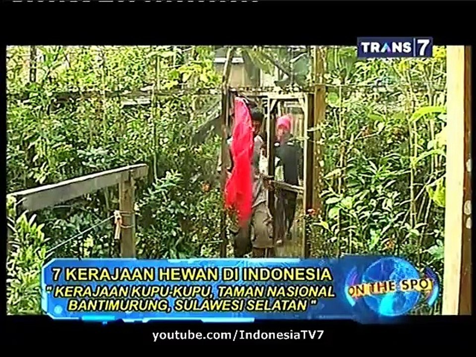 On The Spot 7 Kerajaan Hewan di Indonesia 30 Maret 2015
