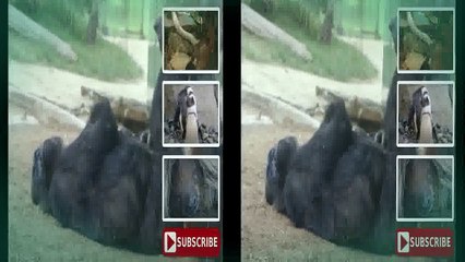 Baby gorilla born by C-section goes on outing with mom