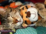 Animals and their Identical Stuffed Animals