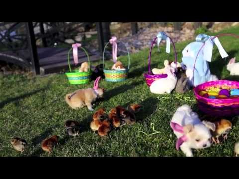 HAPPY EASTER FROM ANDY MILONAKIS