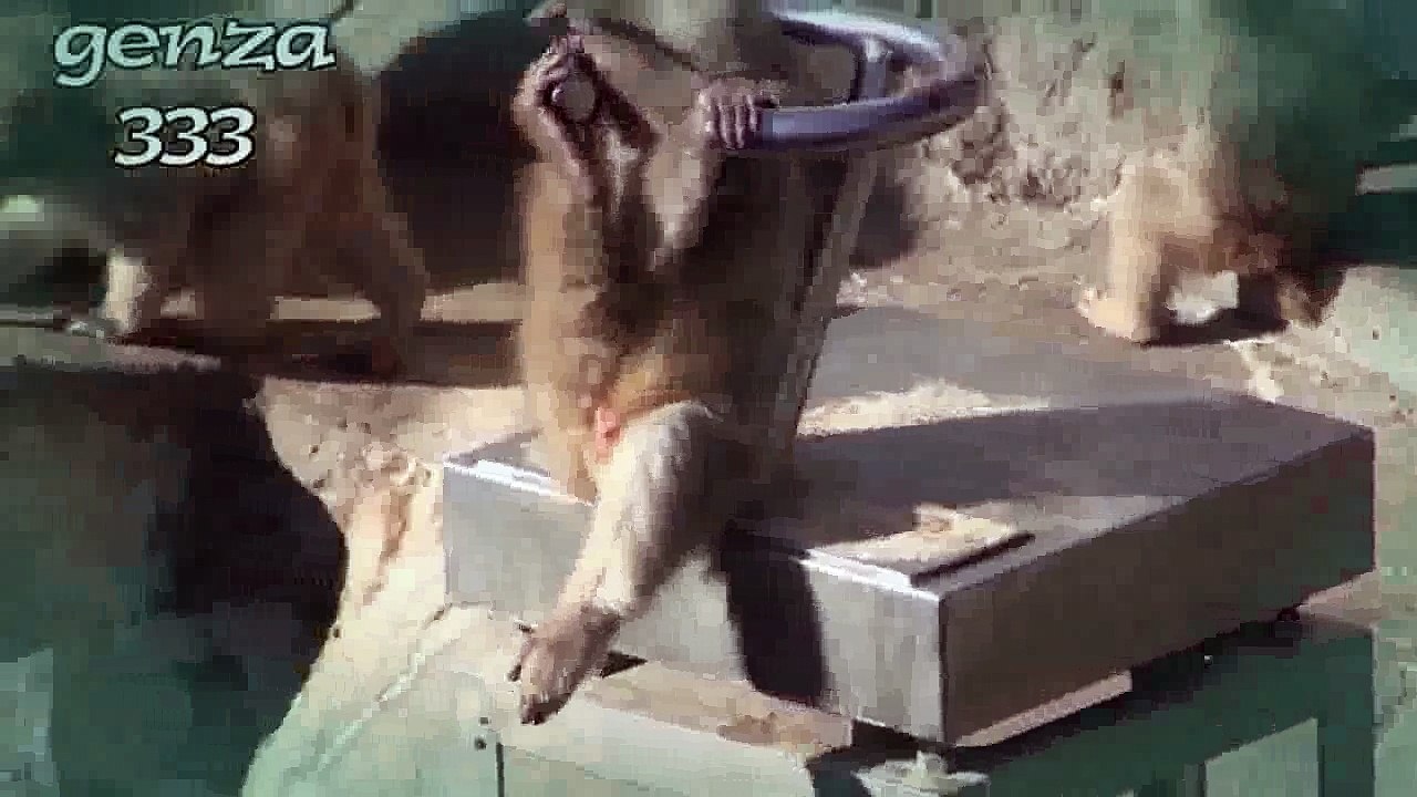 Baby monkey video:baby animal video