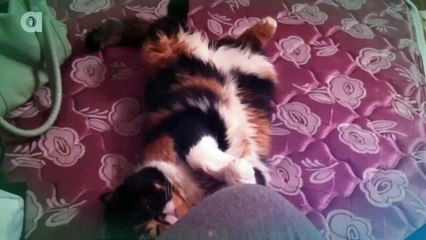 This Is The Most Affectionate Cat Ever