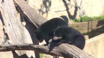 Deux adorables oursons des Andes font leurs premiers pas au zoo