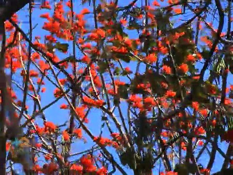 Árboles nos regalan un verdadero espectáculo de colores