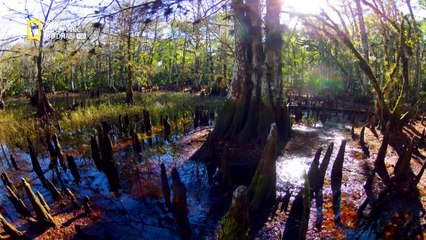 فلوريدا البرية الحلقه الاولى قاطعة القواطير National Geographic