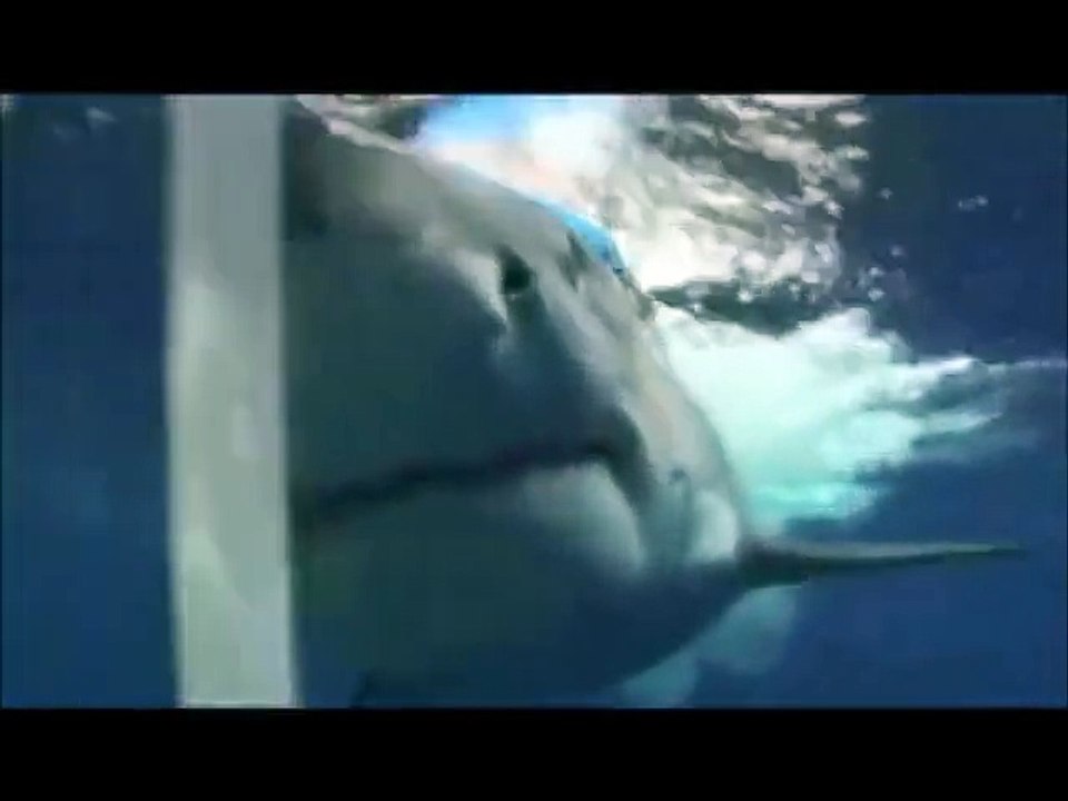 SCARY Shark Attacks ! Caught on tape