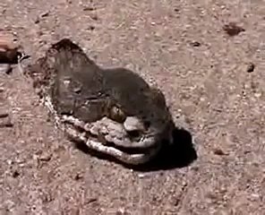 SNAKE HEAD STILL ALIVE!
