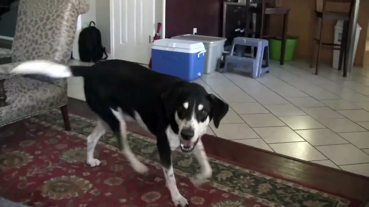 Dog Wants a Kitty